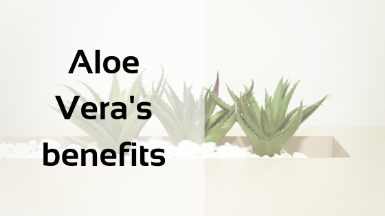 Aloe Vera's benefits